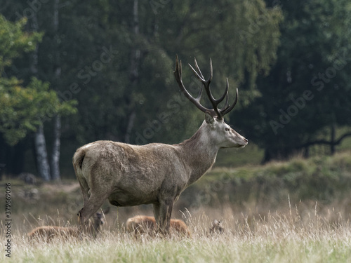 A Red Deer stag in the woodlands at Wentworth Castle and Gardens in Barnsley, South Yorkshire