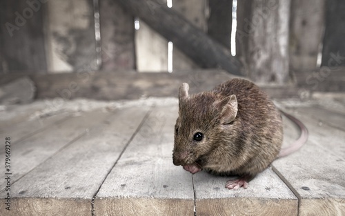 Gray small cute mouse on wooden floor