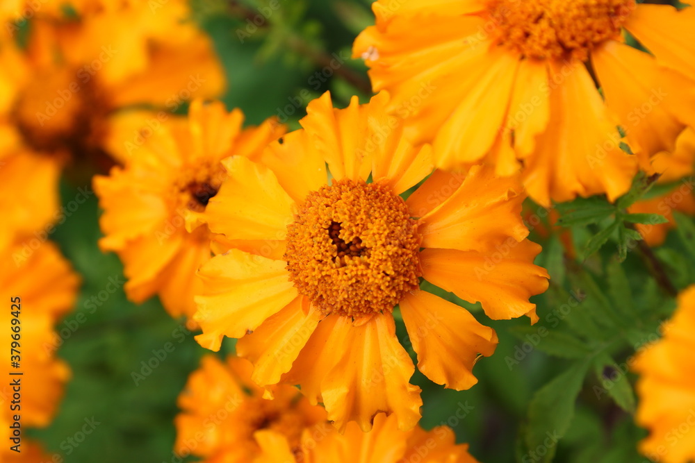 Close up view of orange Calendula officinalis or pot marigold Close up view of orange Calendula officinalis or pot marigold
