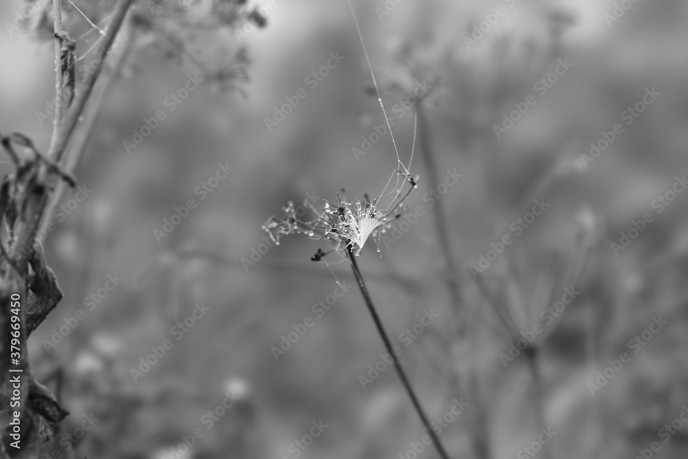 Fototapeta premium grass in the morning spiderweb dew drops