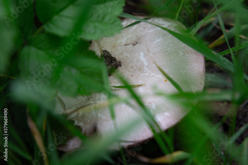 snail on a leaf