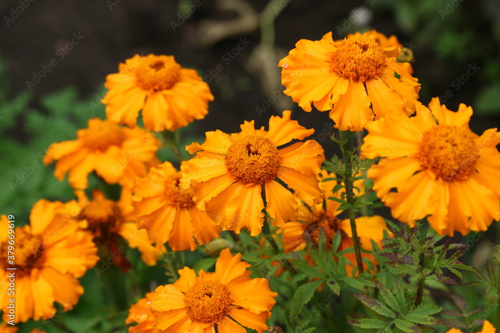 Close up view of orange Calendula officinalis or pot marigold Close up view of orange Calendula officinalis or pot marigold