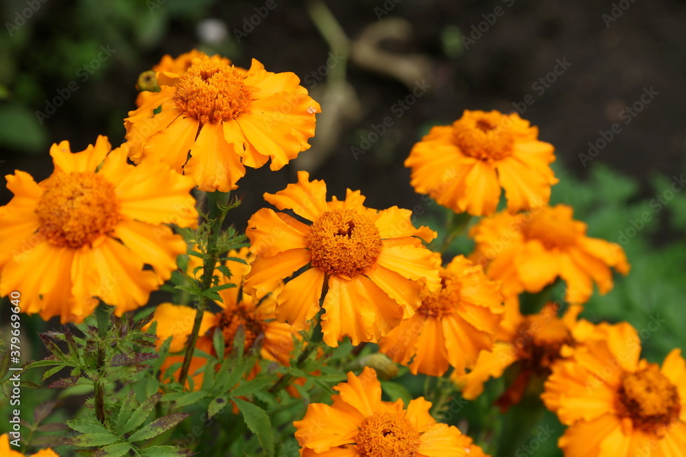 Close up view of orange Calendula officinalis or pot marigold Close up view of orange Calendula officinalis or pot marigold