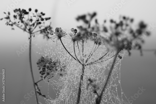 spiderweb dew drops morning