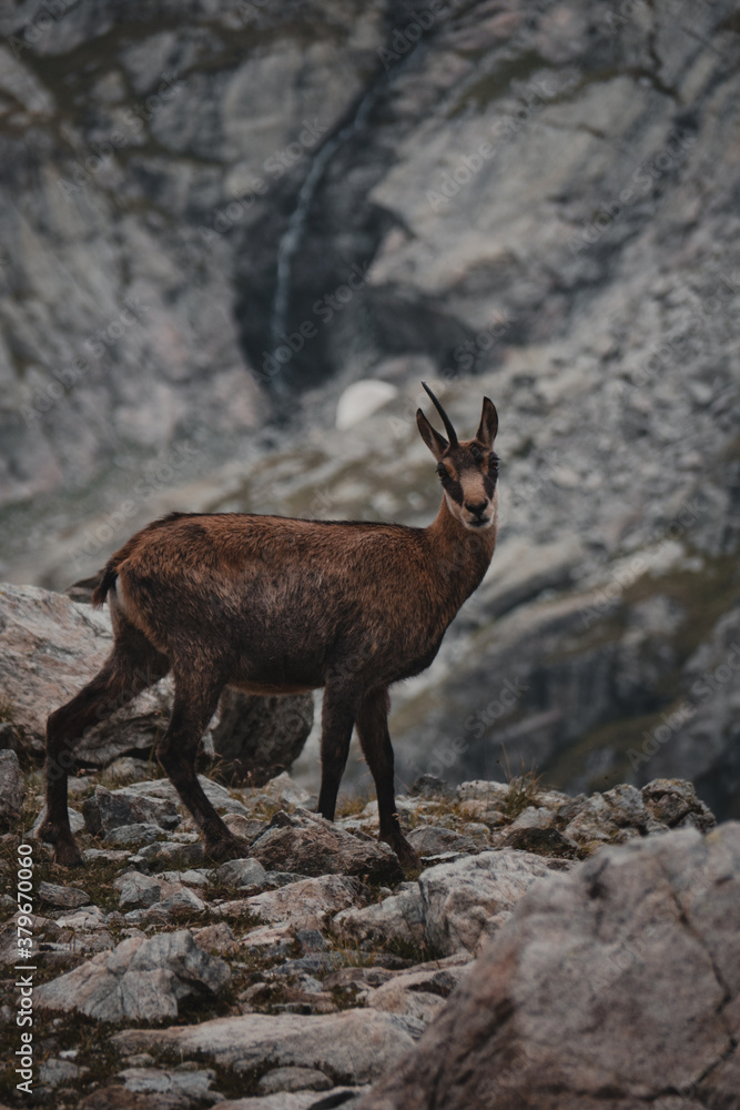 Chamois