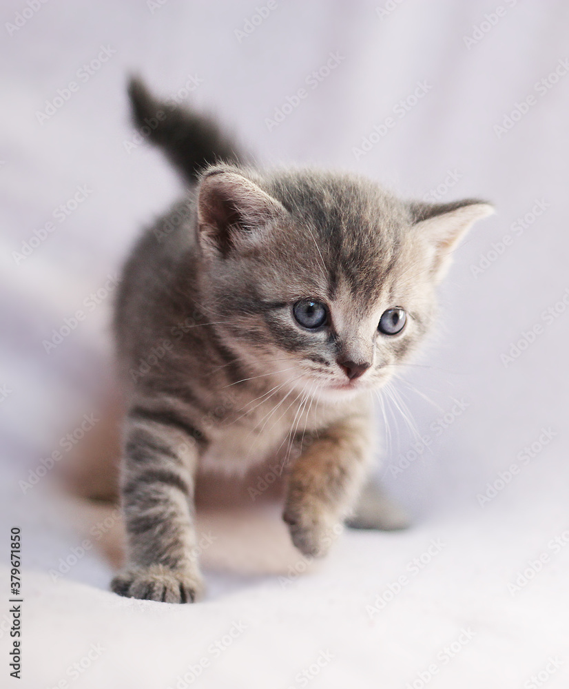Fototapeta premium Cute kittens on a color background