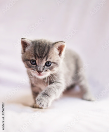 Cute kittens on a color background