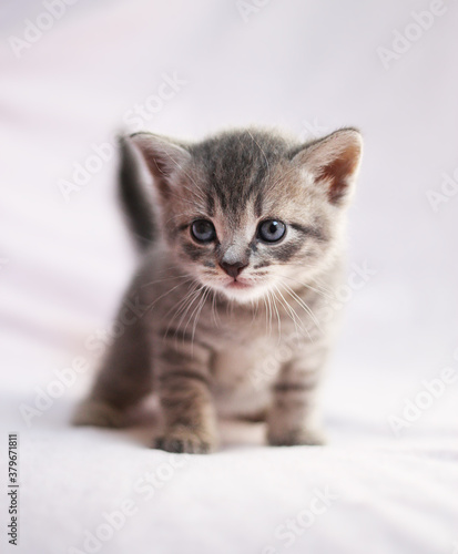 Cute kittens on a color background
