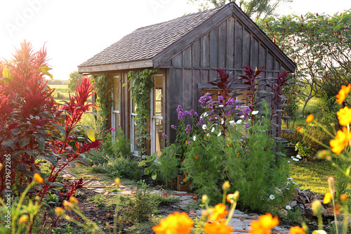 Little Rustic Cottage Like Garden Shed Surrounded By Colorful Summer Flowers photo