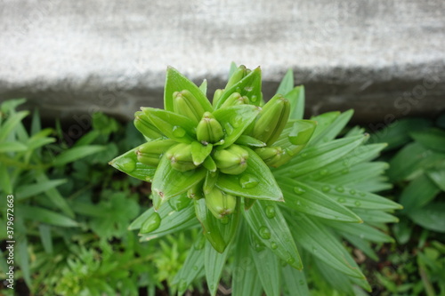 北海道の夏の植物
