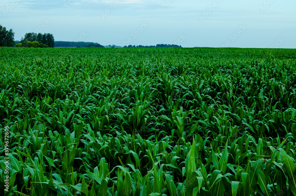 A photograph of a corn field from a low altitude. Growing corn for grain