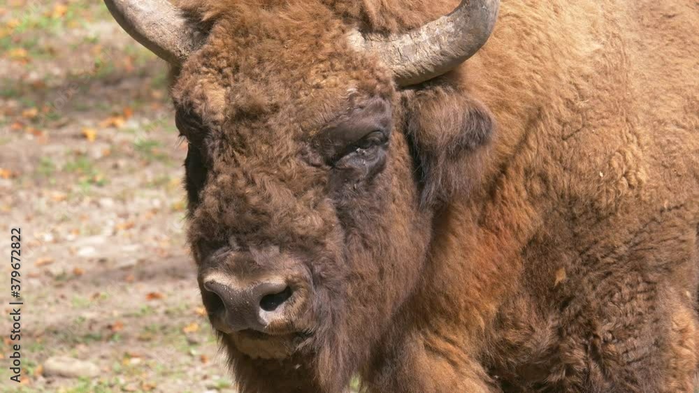 Wild wisent bison bonasus resting on rural field during sunny day.Close up shot. Wild wisent bison bonasus resting on rural field during sunny day.Close up shot.