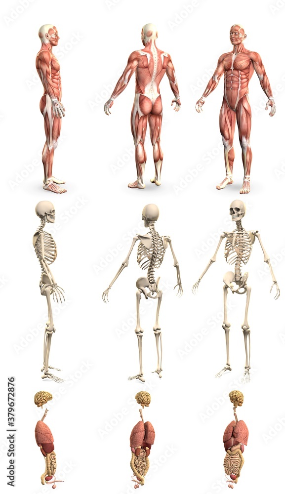 9 in 1, male body with skeleton and internal organs - anatomy concept for science - creative high resolution medical 3D illustration isolated on white 9 in 1, male body with skeleton and internal organs - anatomy concept for science - creative high resolution medical 3D illustration isolated on white
