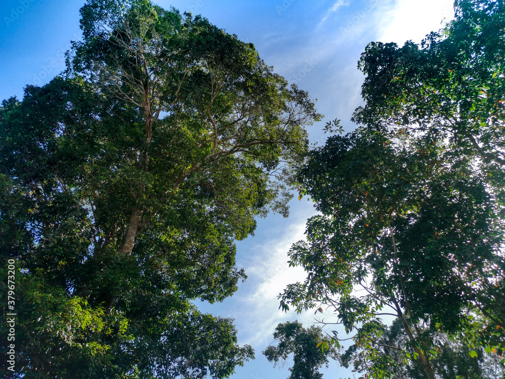 Obraz premium trees and sky