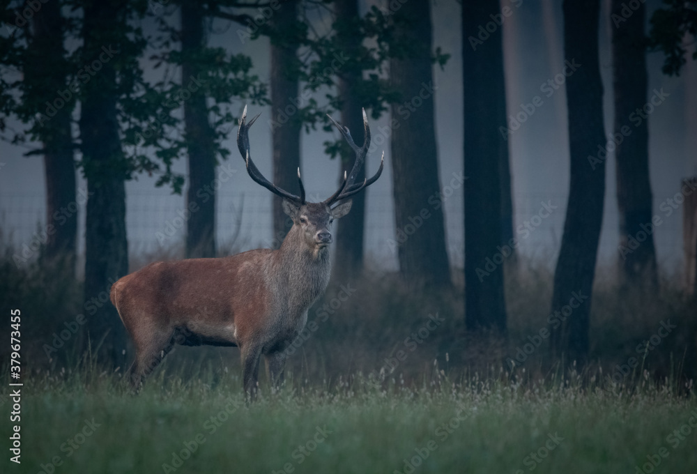 Jeleń deer