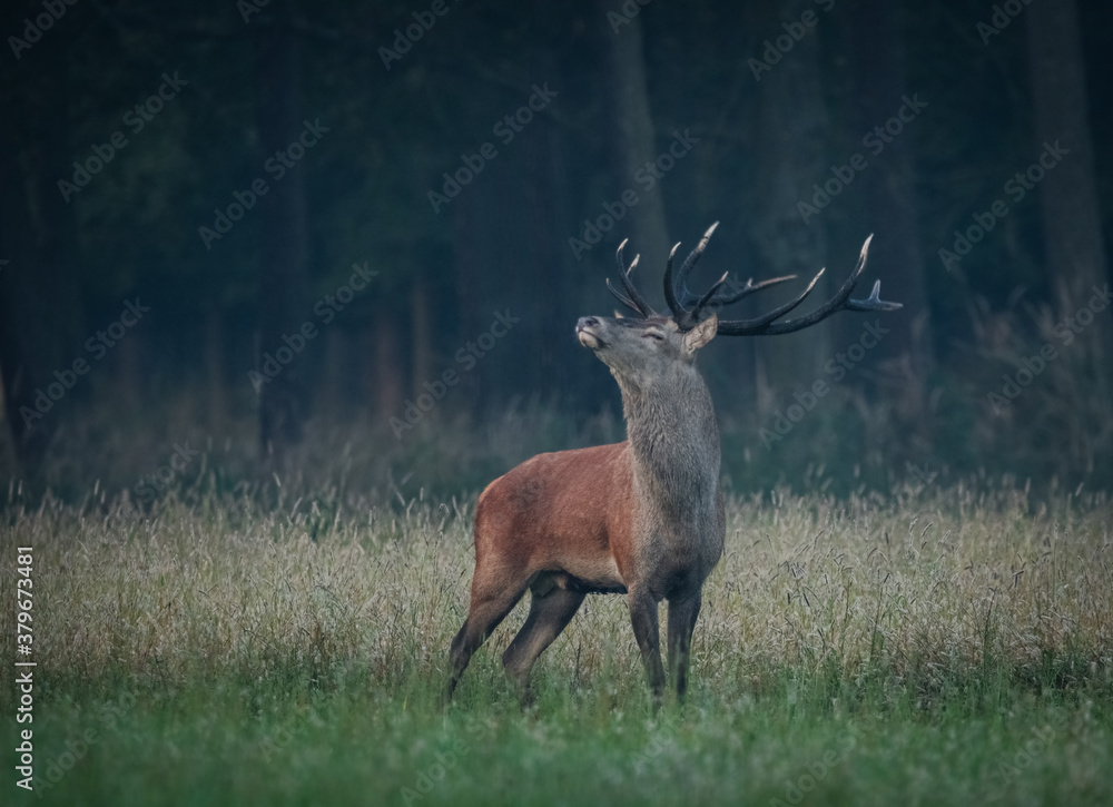 Jeleń Deer