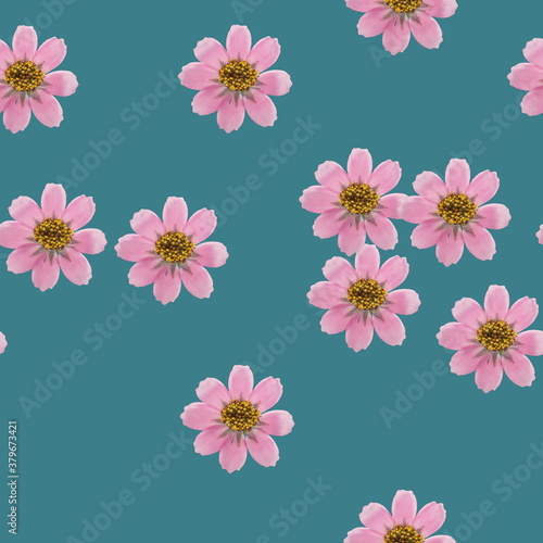 Cosmos. Illustration  texture of flowers. Seamless pattern for continuous replication. Floral background  photo collage for textile  cotton fabric. For use in wallpaper  covers.