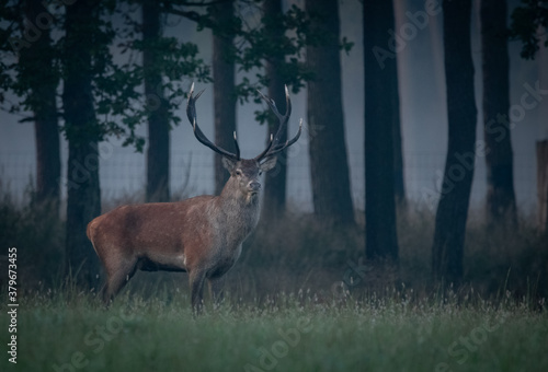 Obraz na płótnie Jeleń deer w salonie