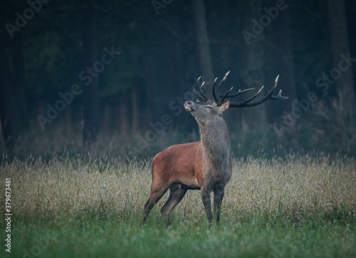 Obraz na płótnie Jeleń Deer w salonie