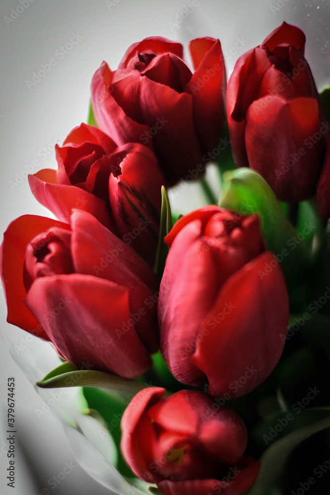 bouquet of red tulips bouquet of red tulips