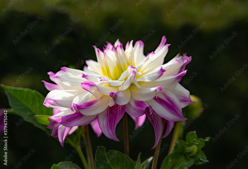 Flowers Dahlia Ferncliff Illusion growing in the garden Flowers Dahlia Ferncliff Illusion growing in the garden