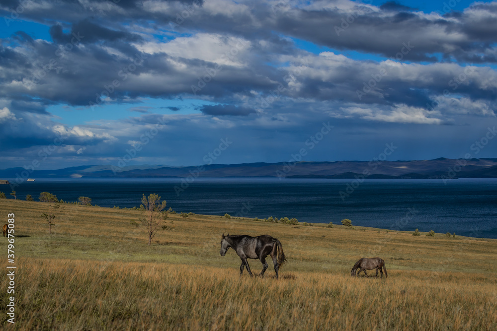 gray brown horses walk on the yellow grass, blue lake baikal, in the light of sunset, against the background of mountains and clouds gray brown horses walk on the yellow grass, blue lake baikal, in the light of sunset, against the background of mountains and clouds