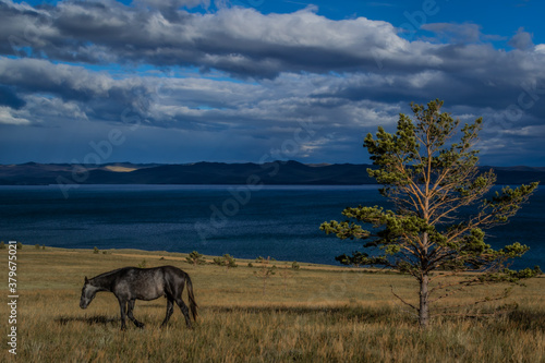 dark brown horse goes on the grass near tree, blue lake baikal, in the light of sunset, against the background of mountains and clouds