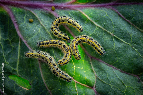 Caterpillars of the Pieris brassicae (Large White Butterfly, cabbage butterfly, cabbage white, cabbage moth), feeding on a cabbage leaf photo