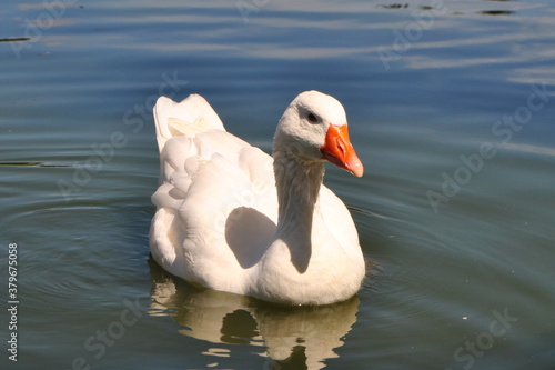 swan on the lake