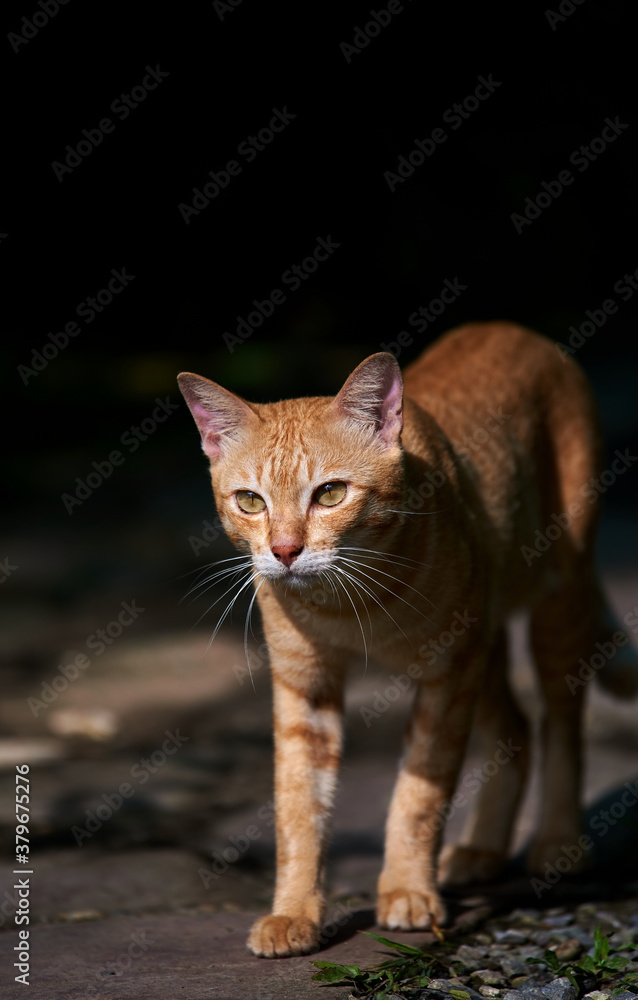 A stray tabby cat walking alone