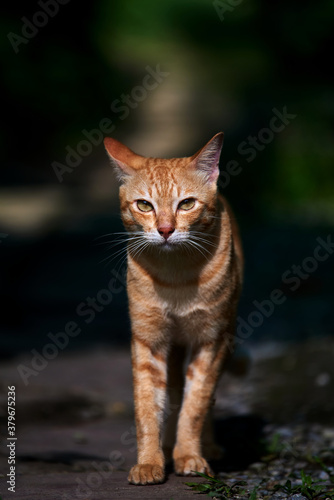 A stray tabby cat walking alone