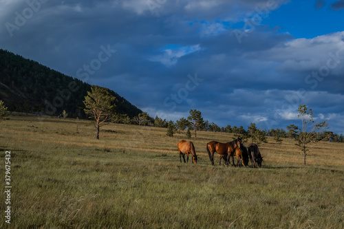 herd of orange brown red horses graze on grass among trees in the light of sunset, against the background of mountains and blue clouds © SymbiosisArtmedia