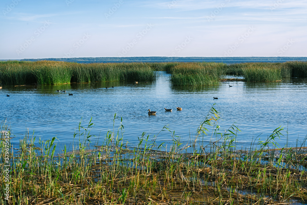 Typical nature of Belarus. Lake Dryvyaty. Belarus