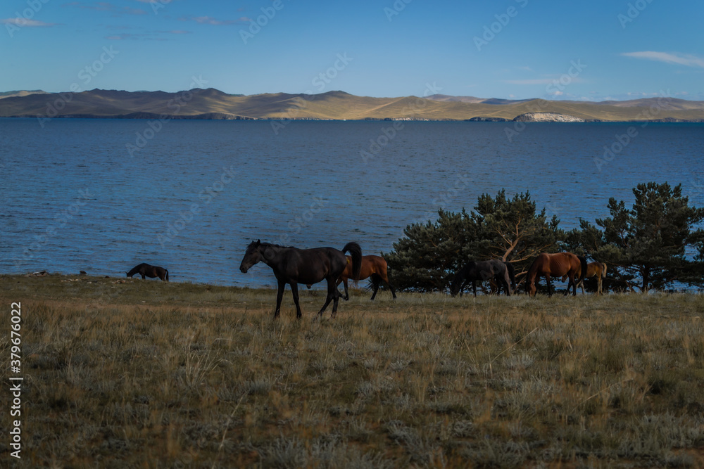 brown orange horses and red foal run on grass coast, against the background of blue lake baikal, mountains on horizon