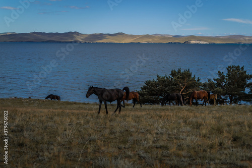 brown orange horses and red foal run on grass coast  against the background of blue lake baikal  mountains on horizon