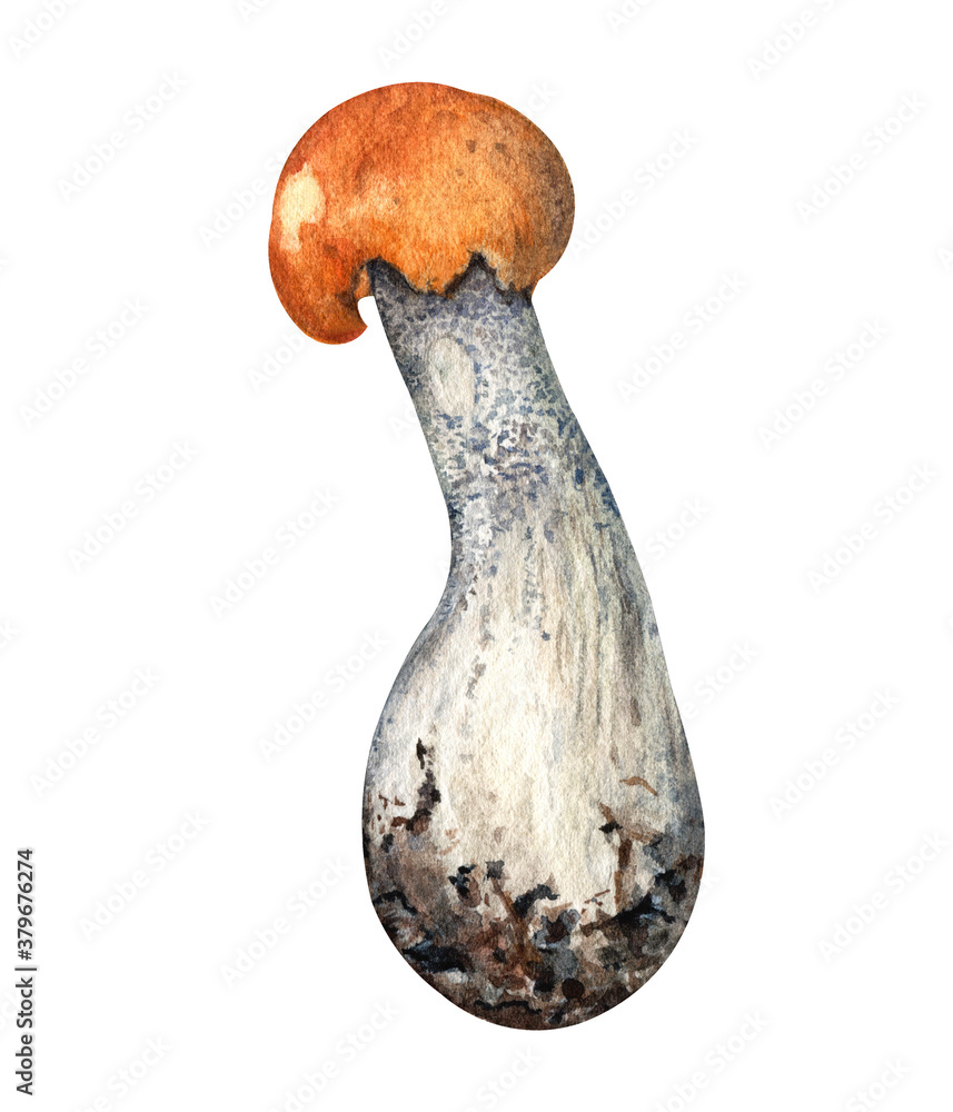 Boletus mushroom isolated on white background. Watercolor hand drawn illustrations. Edible mushroom. Perfect for print, postcard, poster, banner, cover, poster. Boletus mushroom isolated on white background. Watercolor hand drawn illustrations. Edible mushroom. Perfect for print, postcard, poster, banner, cover, poster.