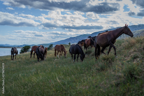 herd of brown red horses graze on grass in the light of sun, against the background of blue lake baikal mountains and sky with clouds © SymbiosisArtmedia