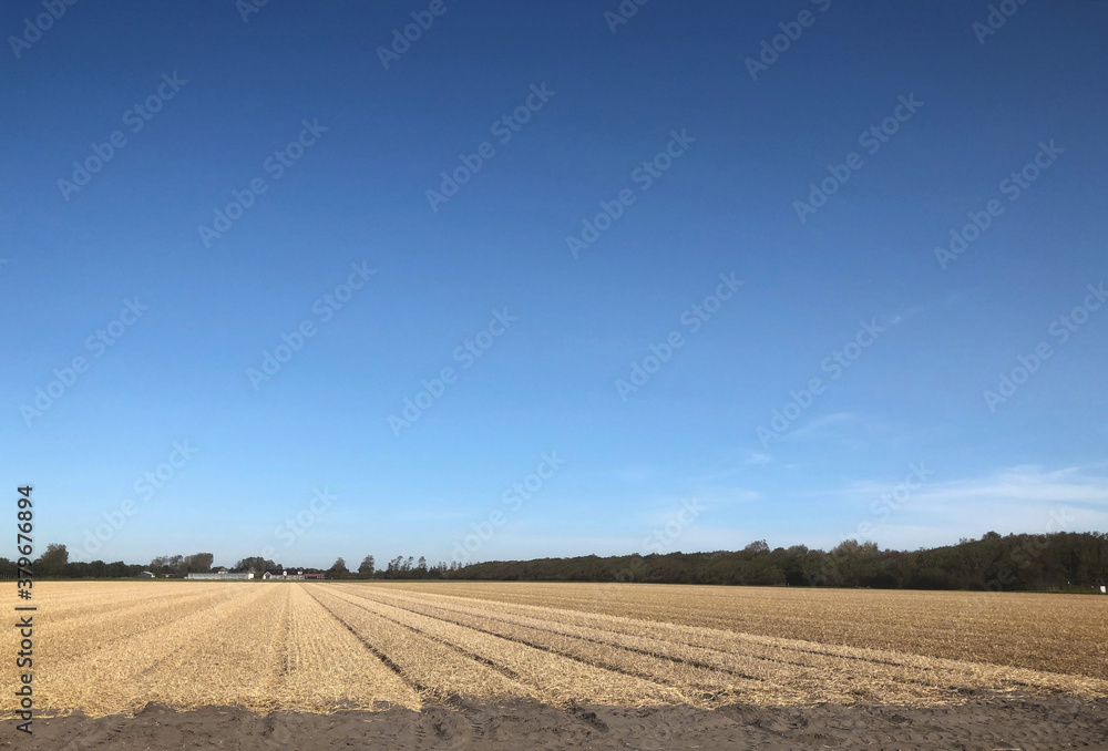 Flowerbulb field covered with straw. Julianadorp. Netherlands. Agriculture. Flowerbulb industry.