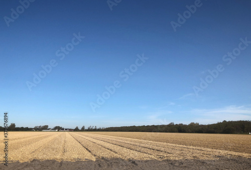Flowerbulb field covered with straw. Julianadorp. Netherlands. Agriculture. Flowerbulb industry.