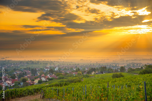 WEinberge oberhalb von Barr im Elsass am frühen Morgen