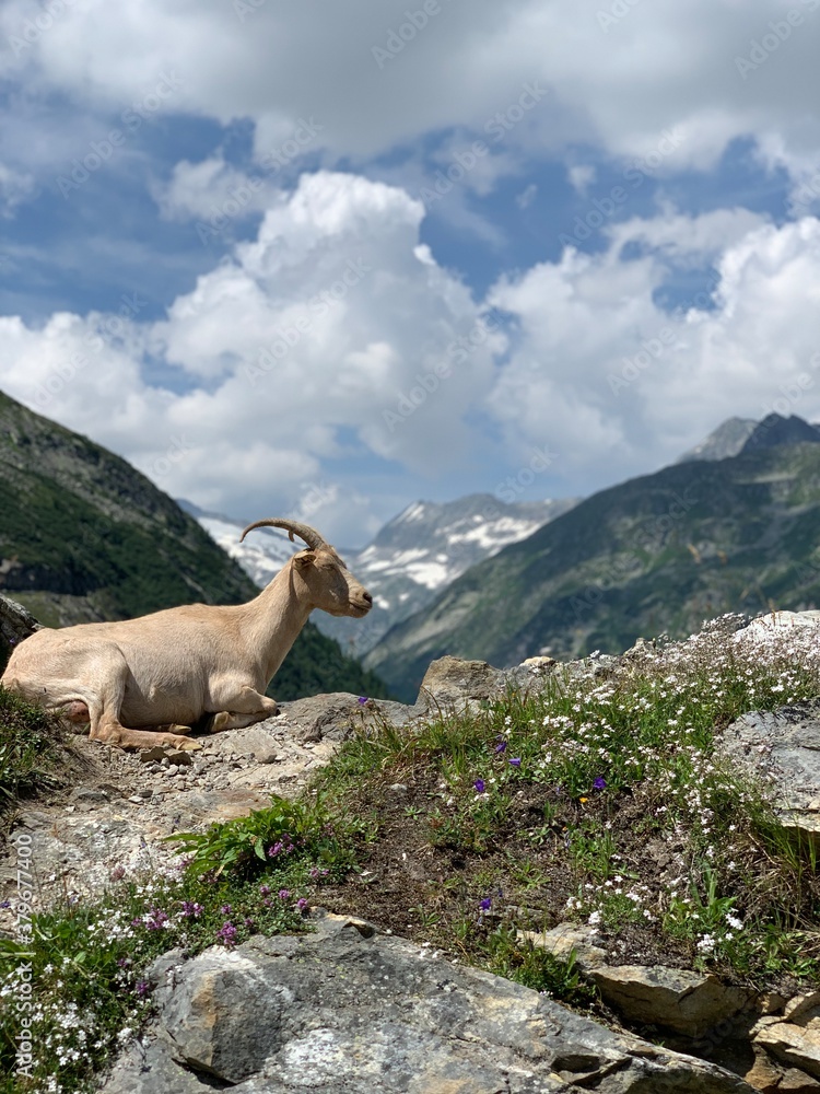 Naklejka premium Mountain Goat