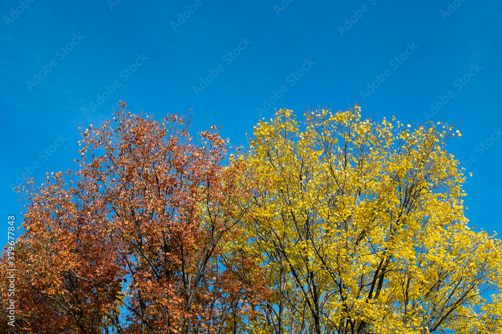 Trees with colorful foliage in Siberia in autumn Trees with colorful foliage in Siberia in autumn
