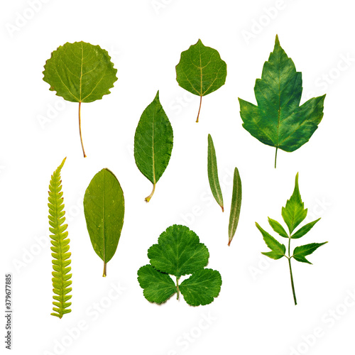 Set of green leaves isolated on white. Collection of nature forest plants © Iana Alter