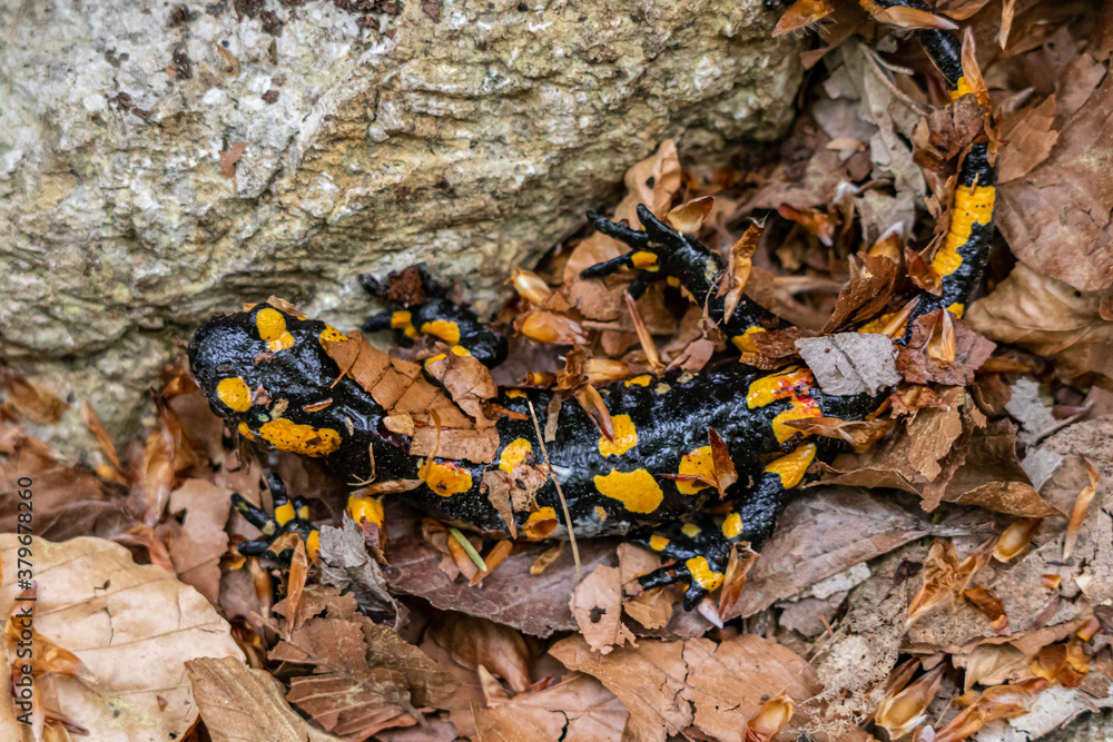 Fire salamander crawling through leaves Fire salamander crawling through leaves
