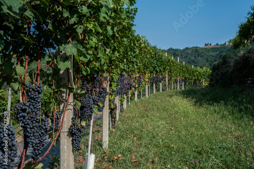 Fototapeta Naklejka Na Ścianę i Meble -  filari di vigna con grappoli appesi di uva
