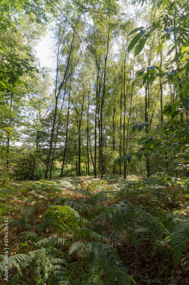 The forrest at Berg en Dal, The Netherlands The forrest at Berg en Dal, The Netherlands
