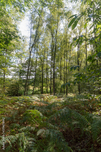 The forrest at Berg en Dal, The Netherlands © Robrecht