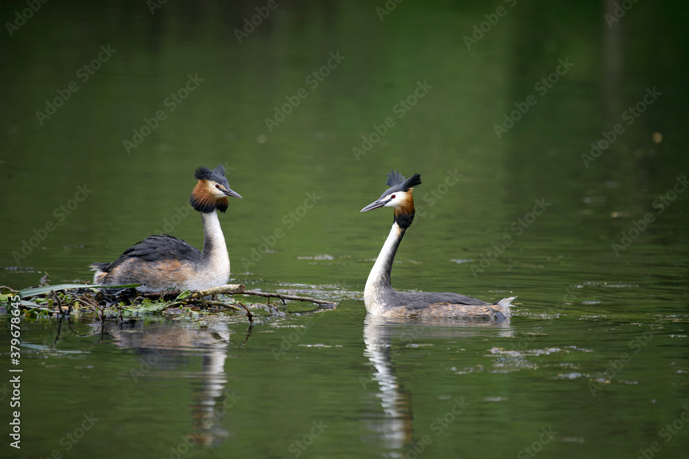 Pair of Great Crested Grebe (Podiceps cristatus) at the nest, Pair of Great Crested Grebe (Podiceps cristatus) at the nest,