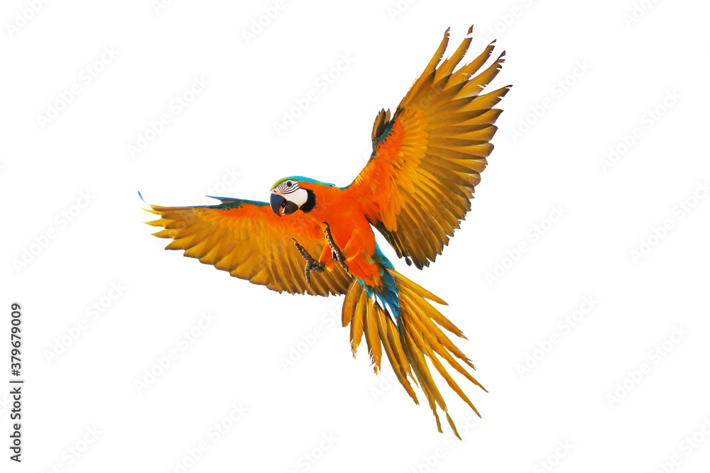 Obraz premium Macaw parrot flying isolated on white background.