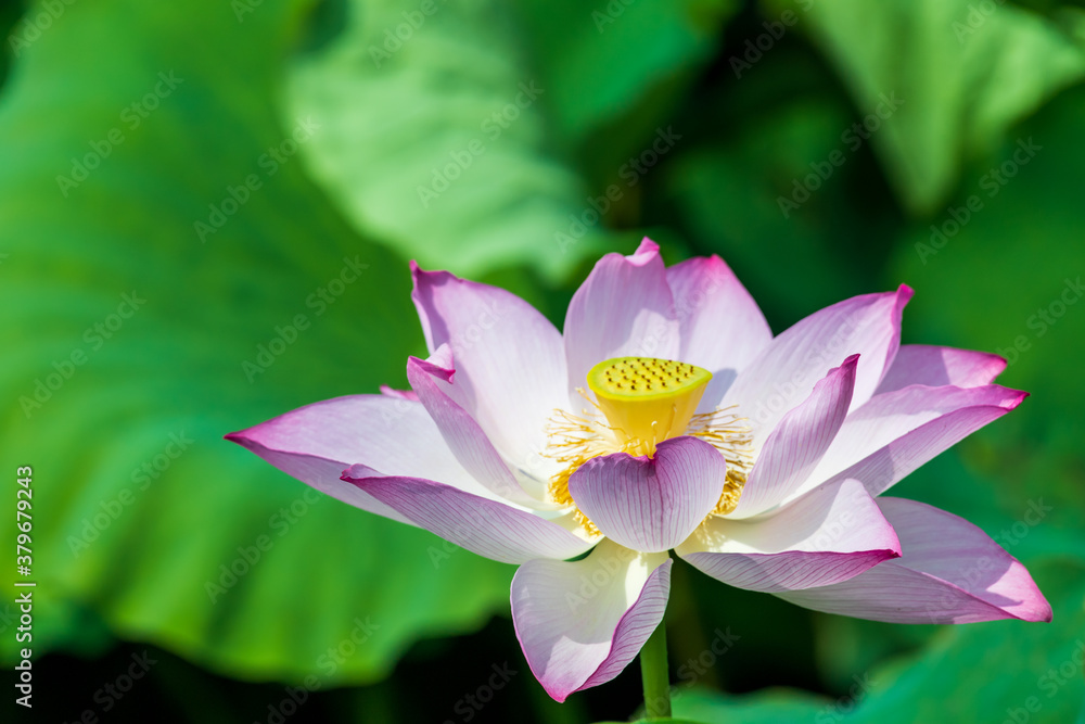 夏の蓮池に咲くピンクの綺麗な蓮の花 (福岡県行橋市) 夏の蓮池に咲くピンクの綺麗な蓮の花 (福岡県行橋市)